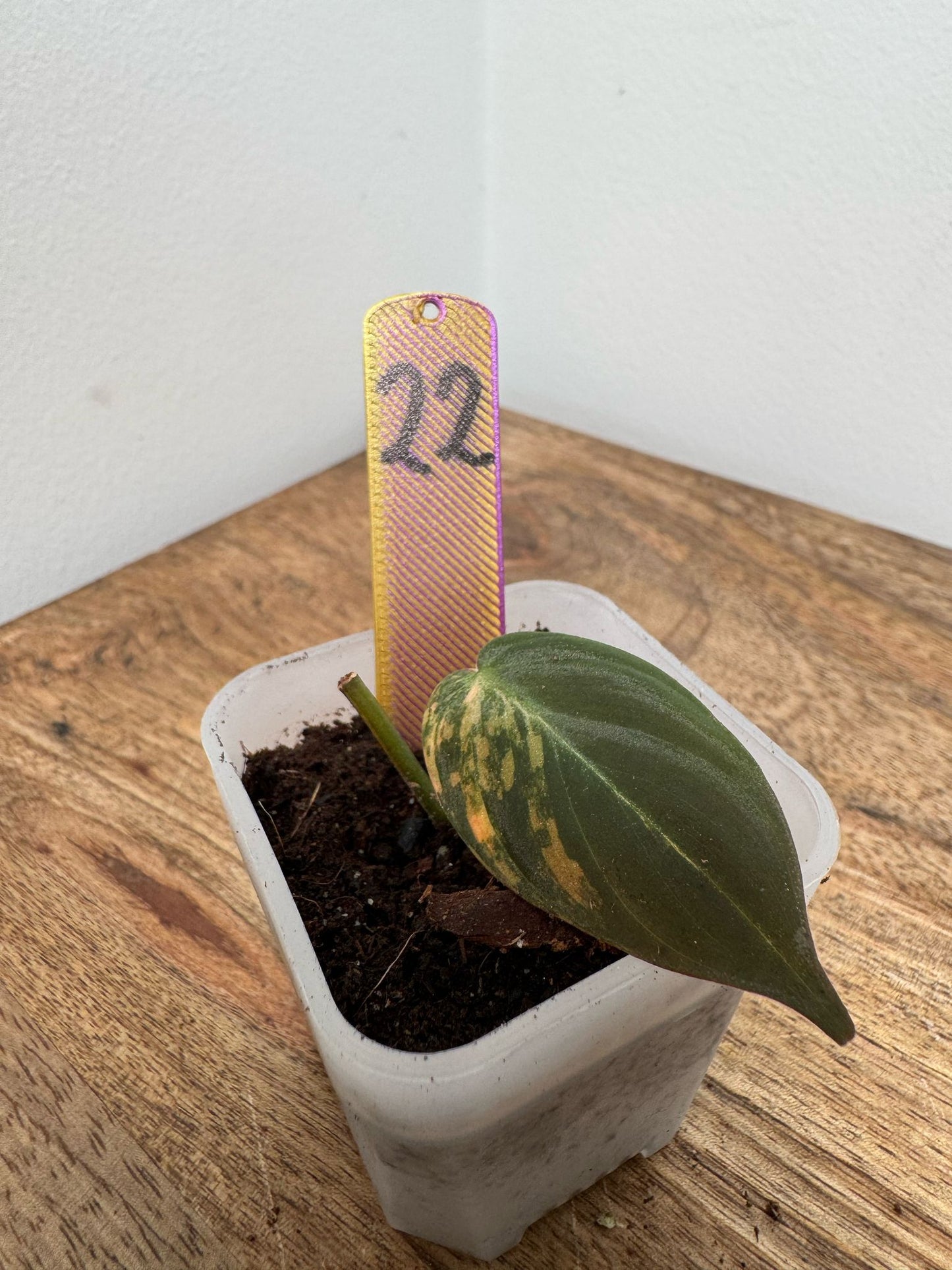 Philodendron Micans Pink Steckling