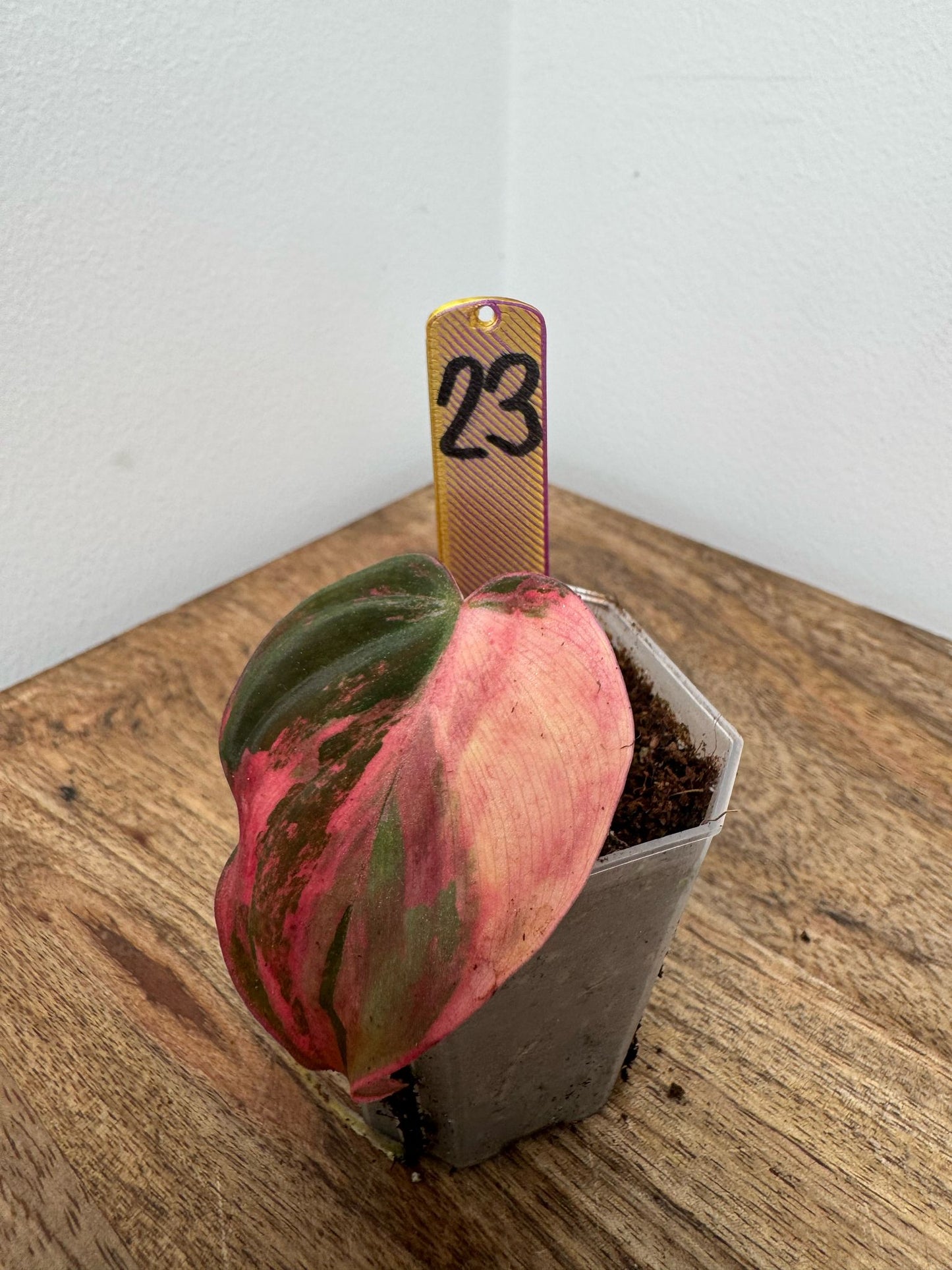 Philodendron Micans Pink Steckling