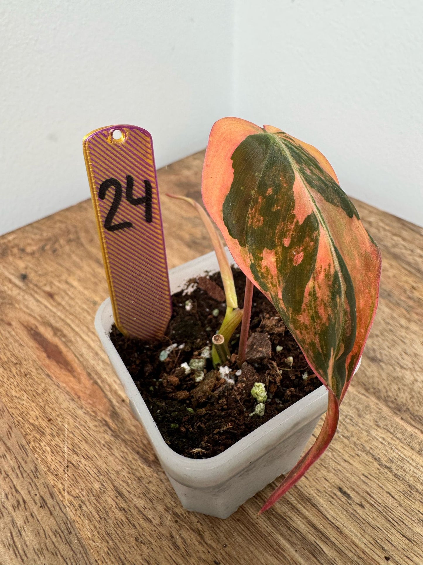 Philodendron Micans Pink Steckling