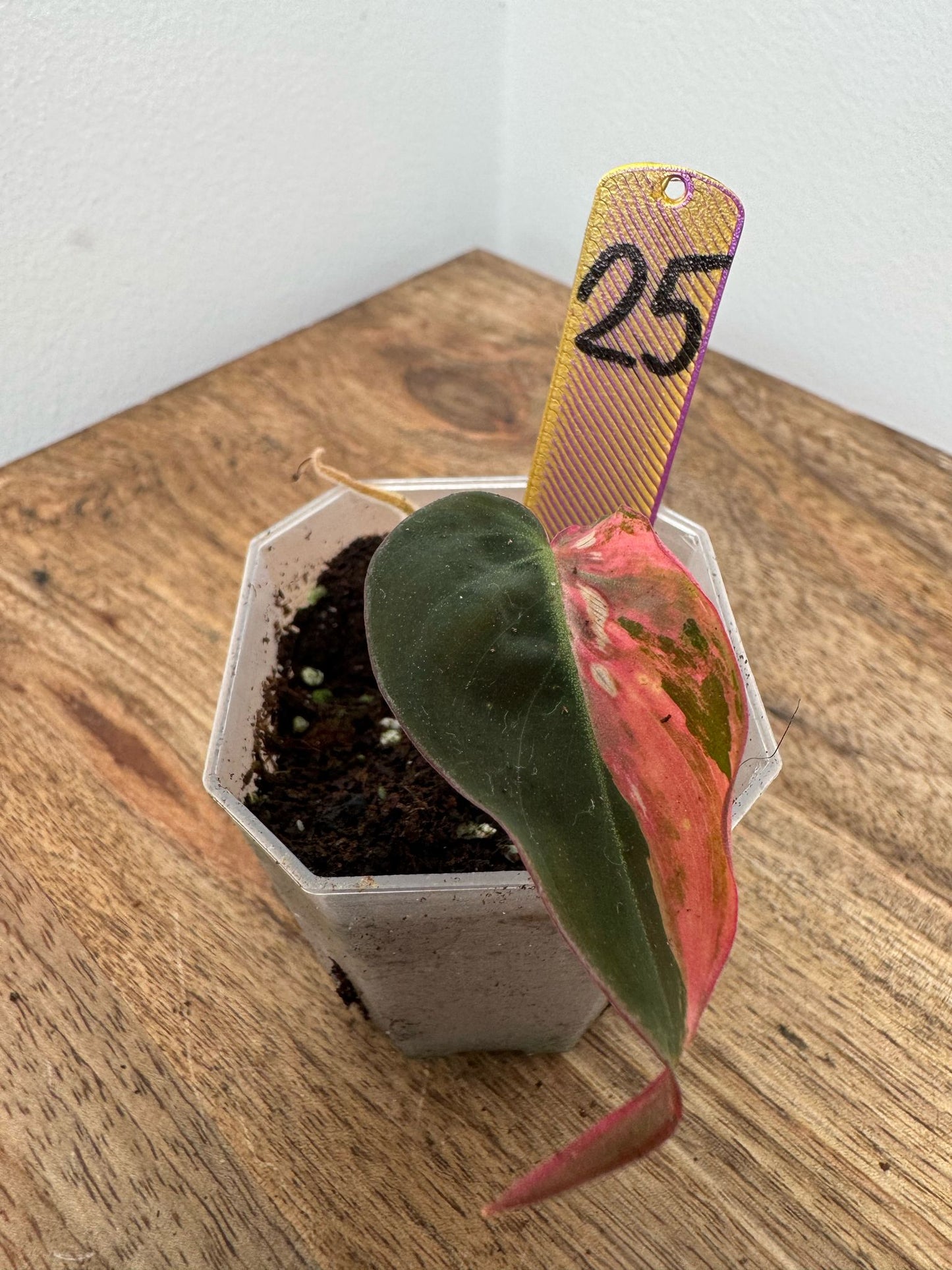 Philodendron Micans Pink Steckling