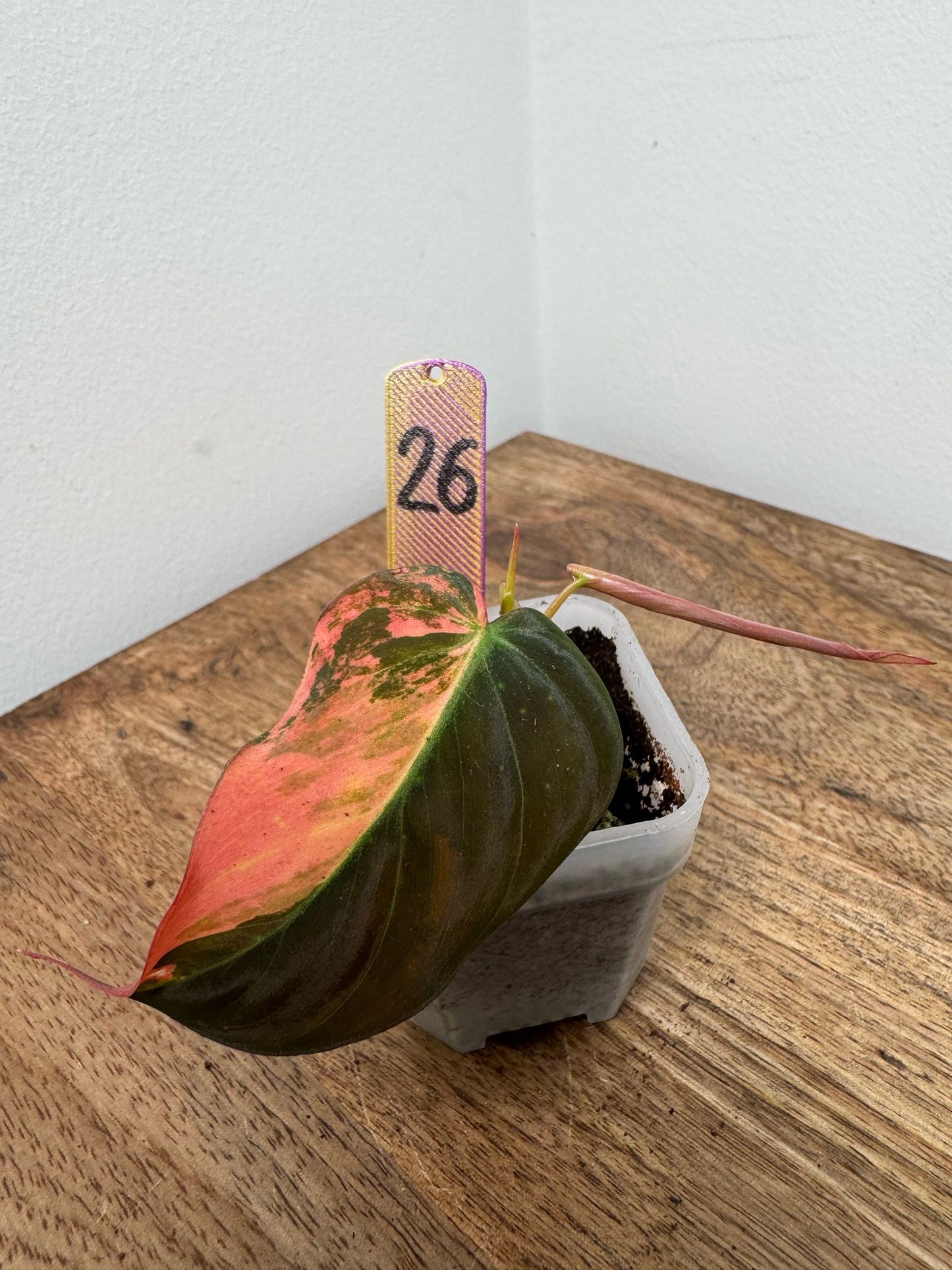 Philodendron Micans Pink Steckling