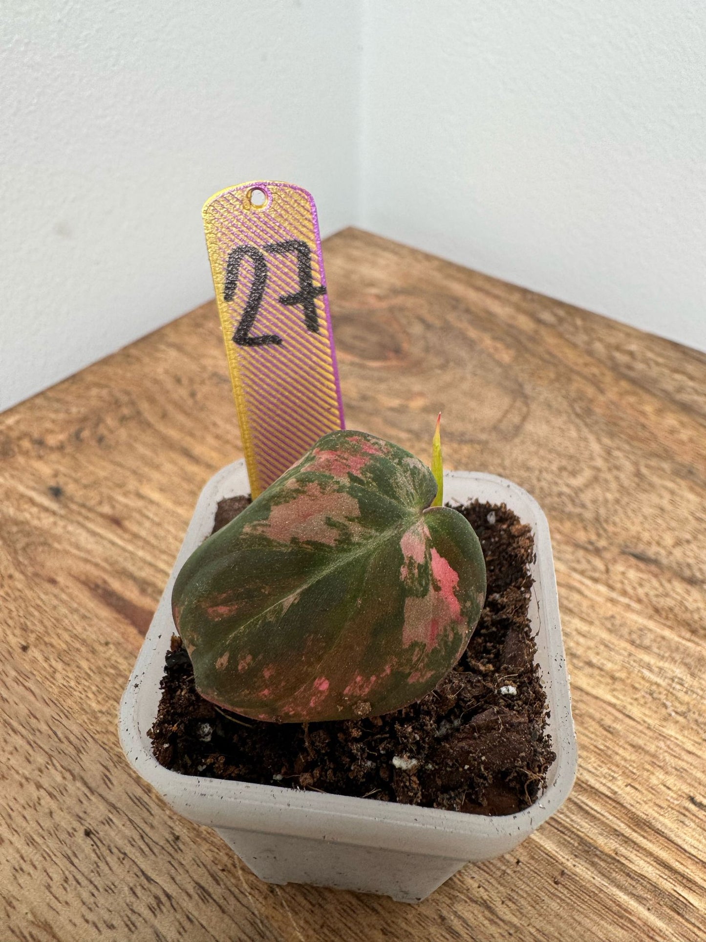 Philodendron Micans Pink Steckling