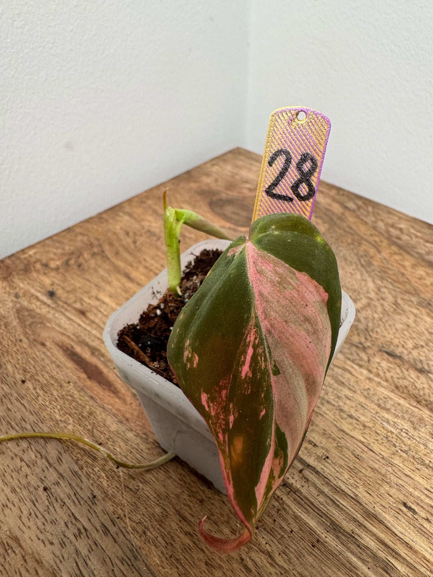 Philodendron Micans Pink Steckling