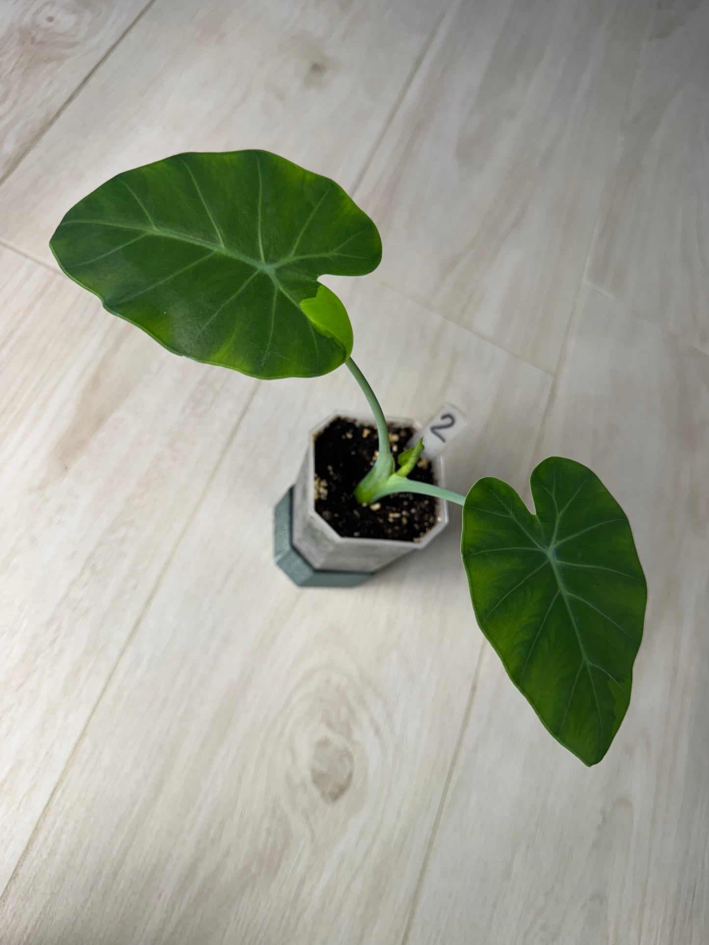 Leucocasia Gigantea Aurea FoxerasPlants