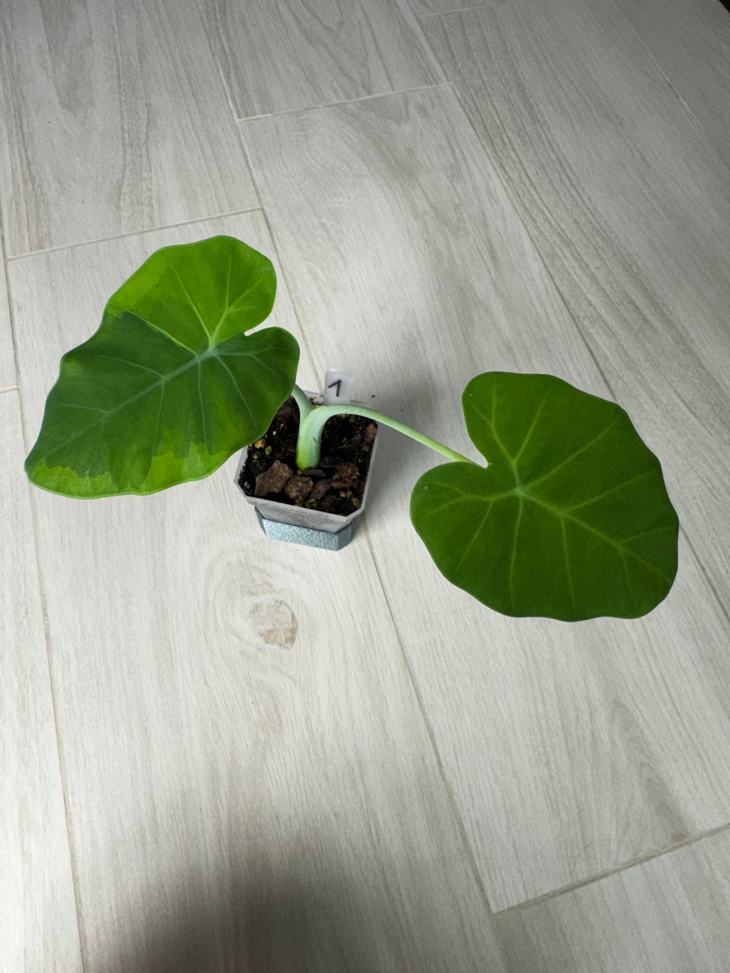 Leucocasia Gigantea Aurea FoxerasPlants