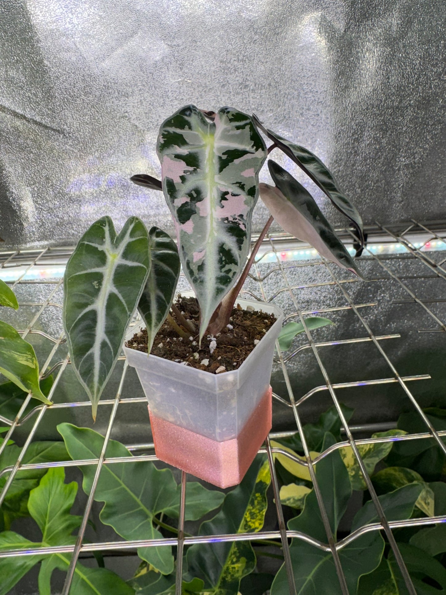 Untersetzer für Anzuchtbecher 7cm