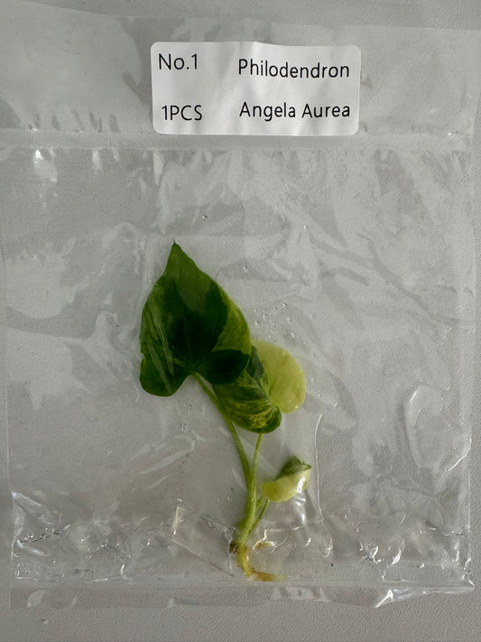 Philodendron Angela Aurea TC (im Beutel)