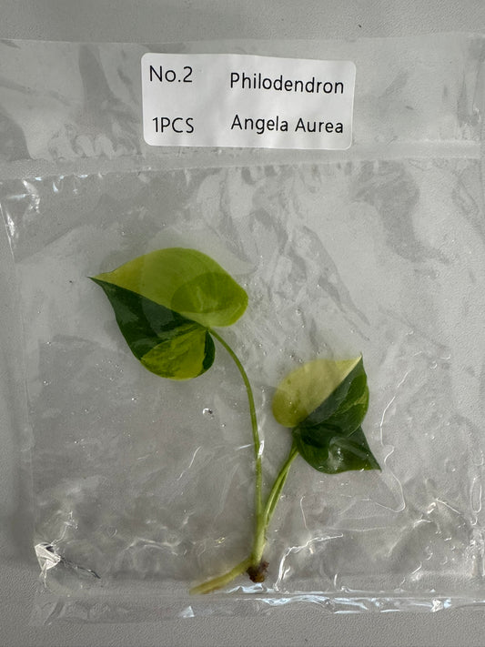 Philodendron Angela Aurea TC (im Beutel)
