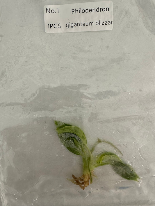 Philodendron Giganteum Blizzard TC (im Beutel)