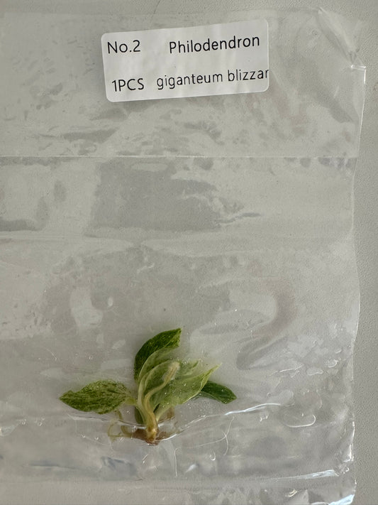 Philodendron Giganteum Blizzard TC (im Beutel)