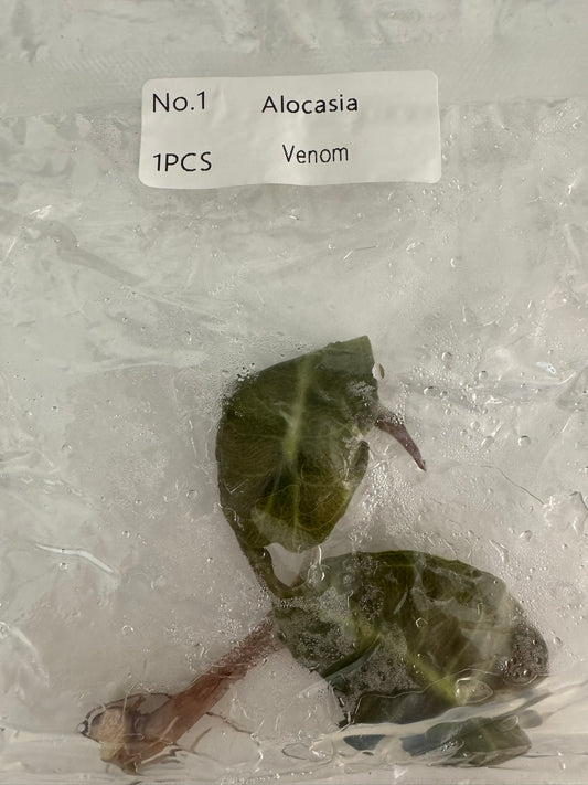 Alocasia Venom TC (im Beutel)