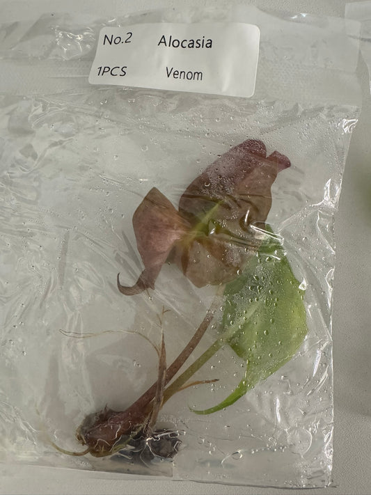 Alocasia Venom TC (im Beutel)