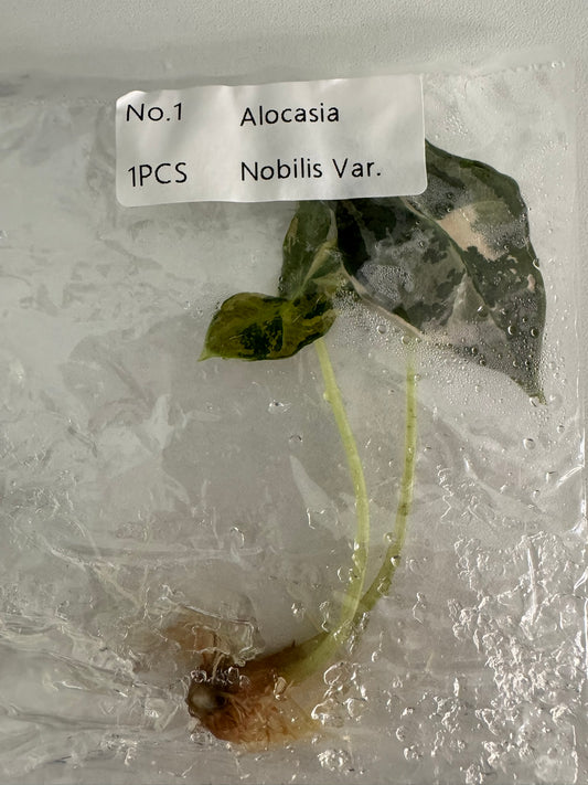 Alocasia Nobilis Variegata TC (im Beutel)