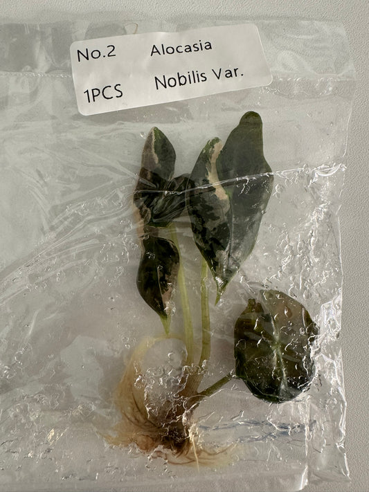 Alocasia Nobilis Variegata TC (im Beutel)