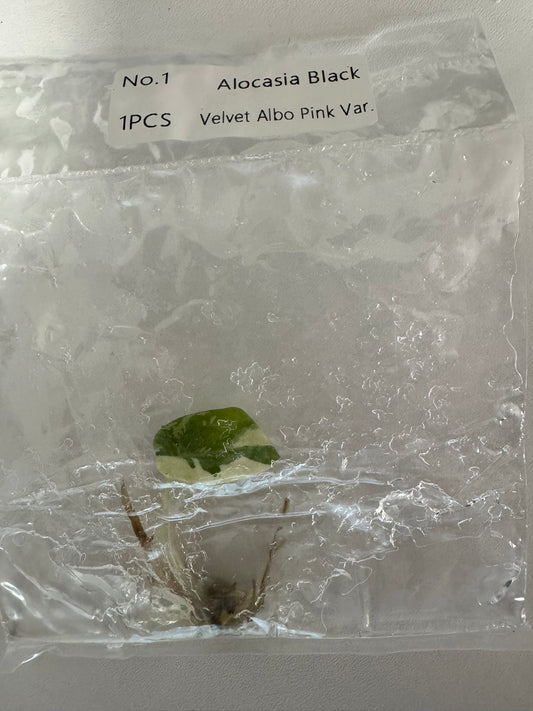 Alocasia Black Velvet Pink Variegata TC (im Beutel)