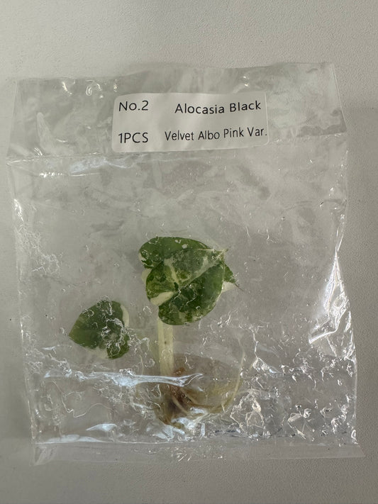 Alocasia Black Velvet Pink Variegata TC (im Beutel)