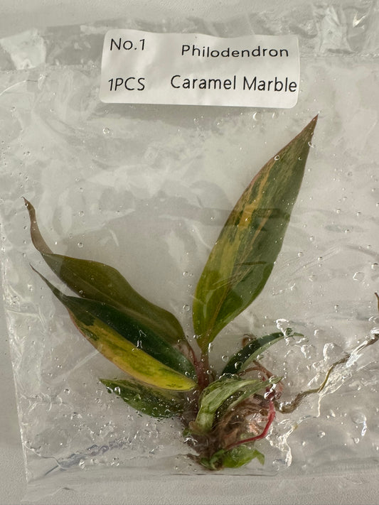 Philodendron Caramel Marble TC (im Beutel)