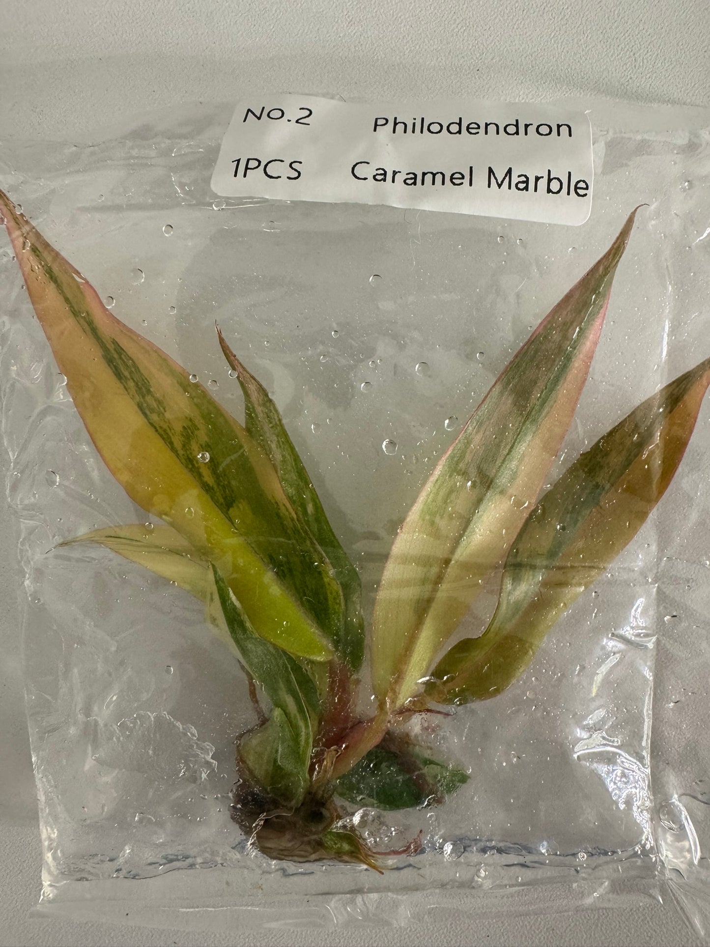 Philodendron Caramel Marble TC (im Beutel)