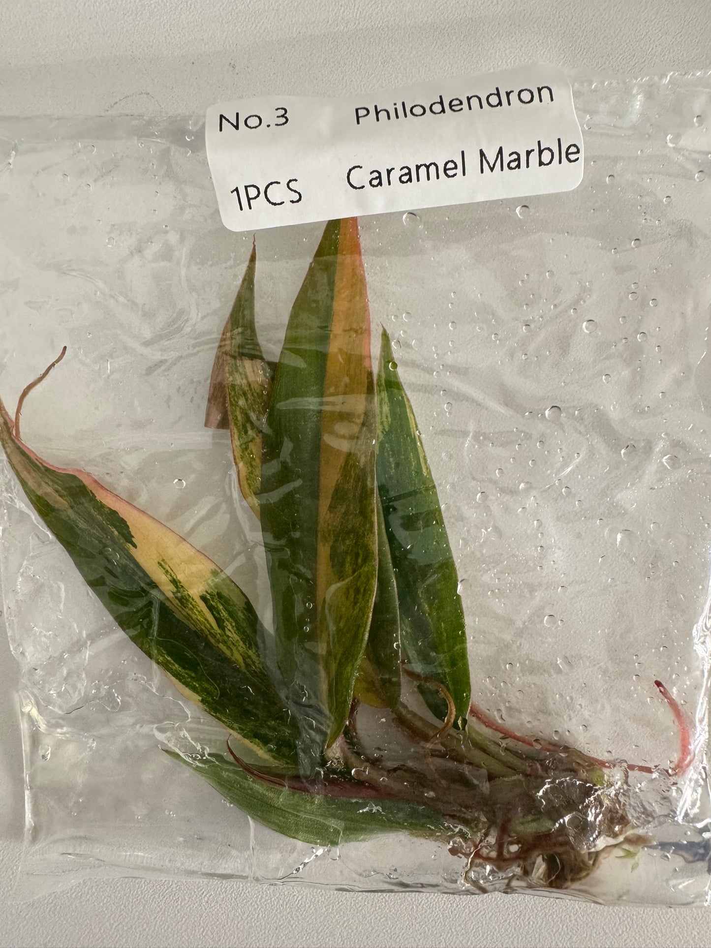 Philodendron Caramel Marble TC (im Beutel)