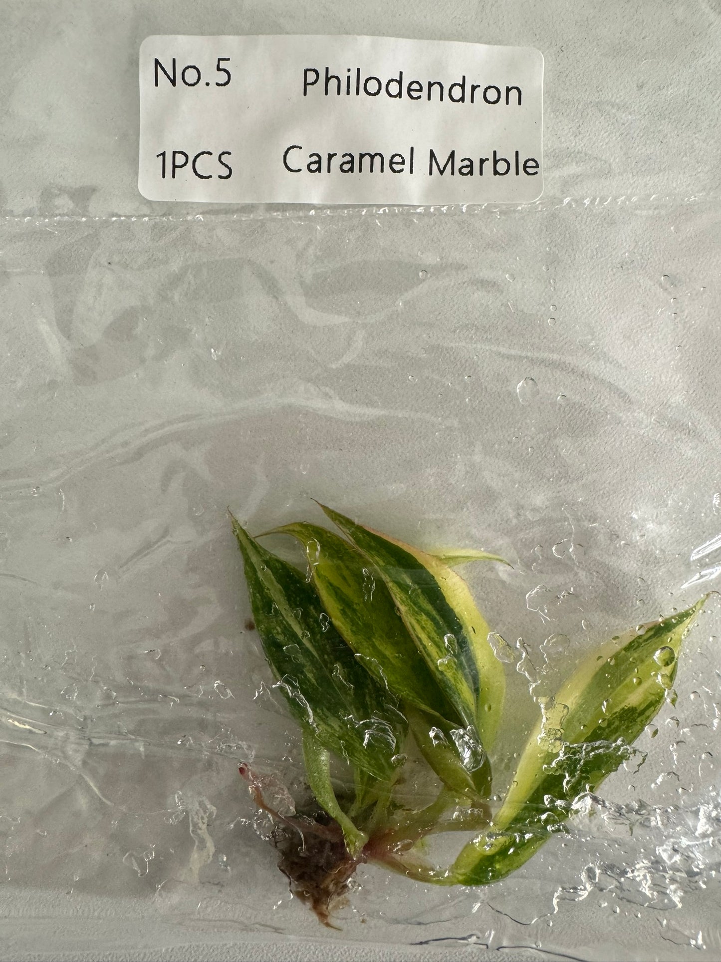 Philodendron Caramel Marble TC (im Beutel)