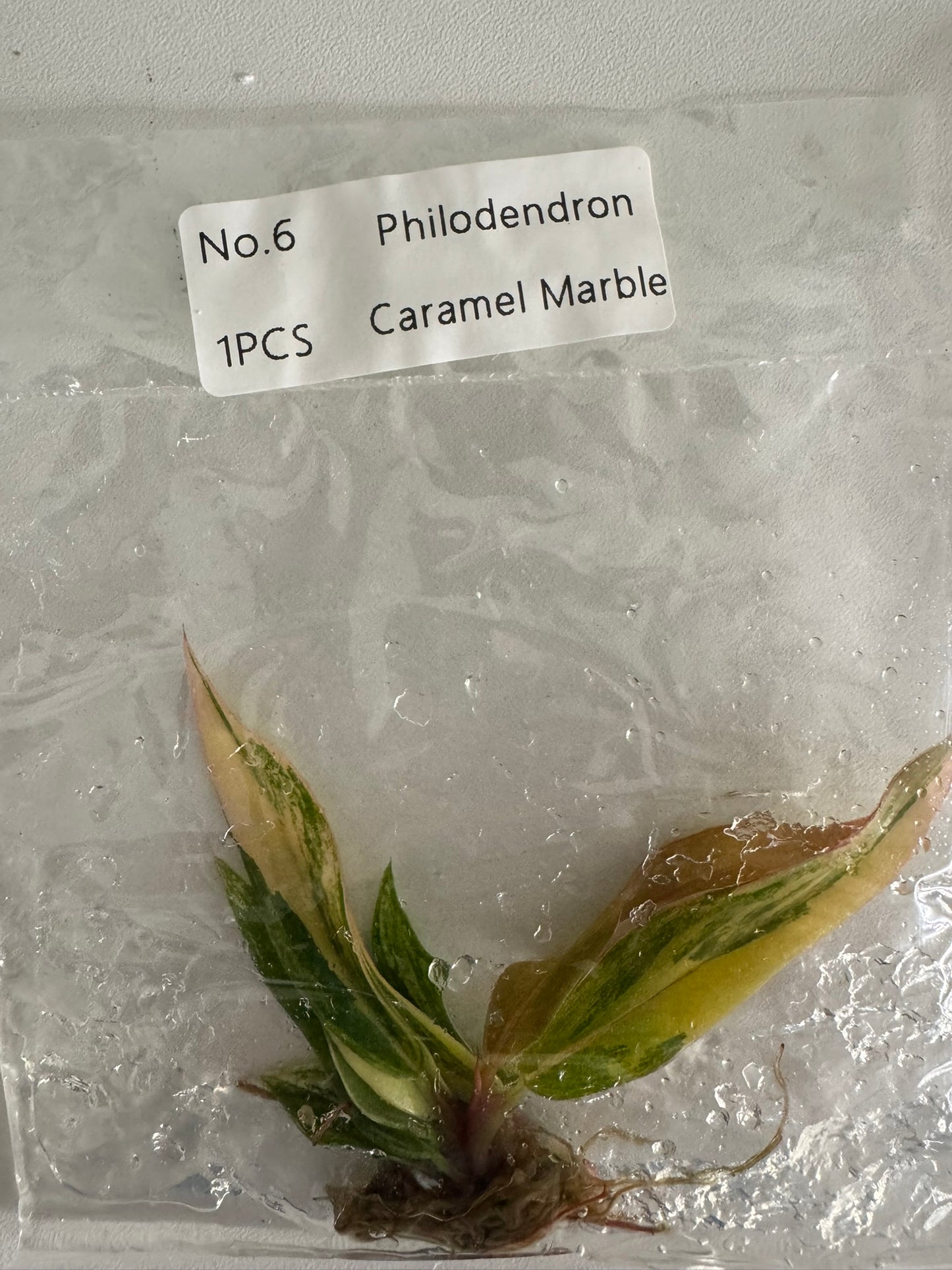 Philodendron Caramel Marble TC (im Beutel)