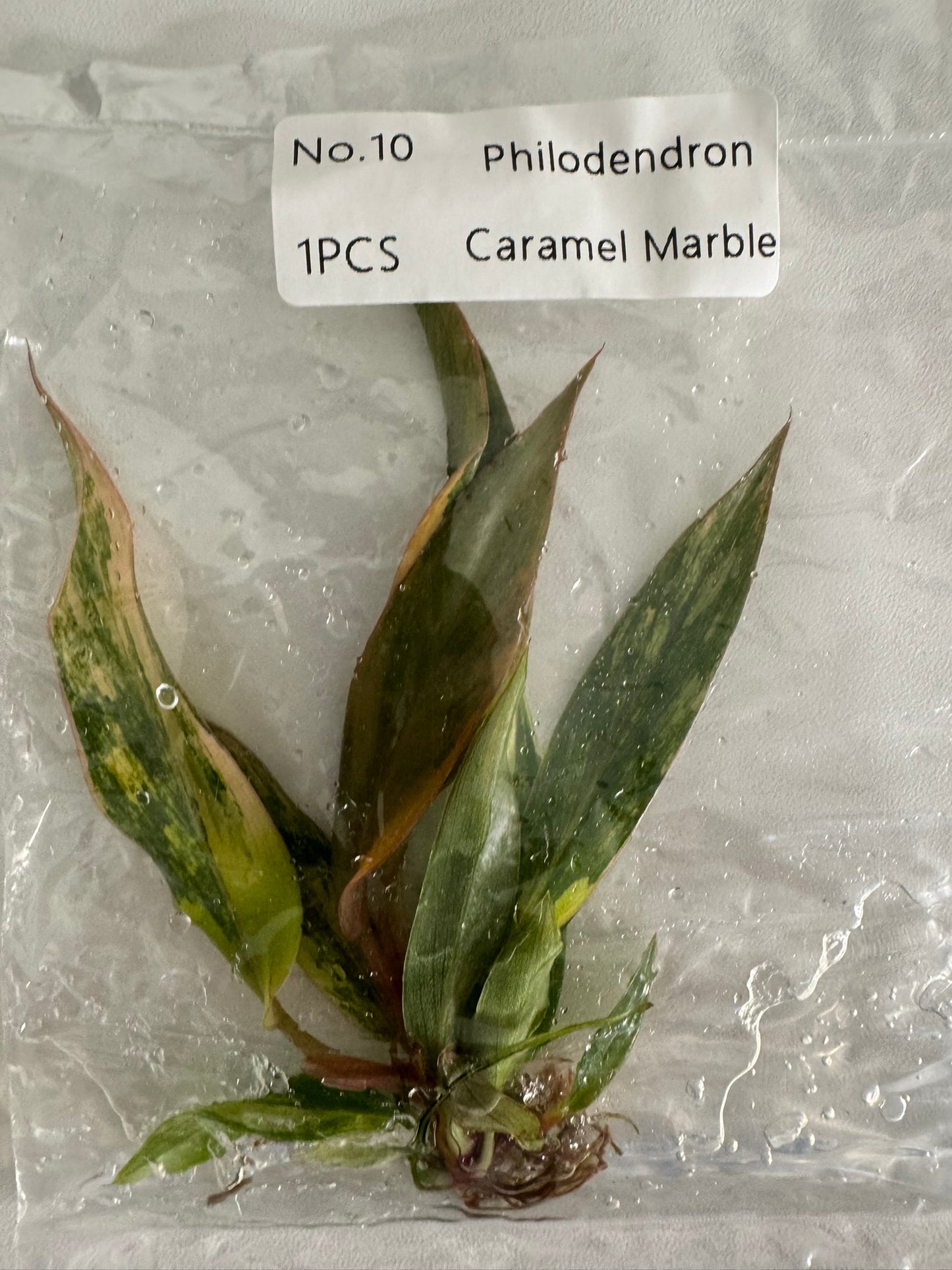 Philodendron Caramel Marble TC (im Beutel)