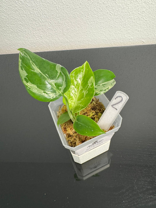 Monstera Bulbasaur FoxerasPlants