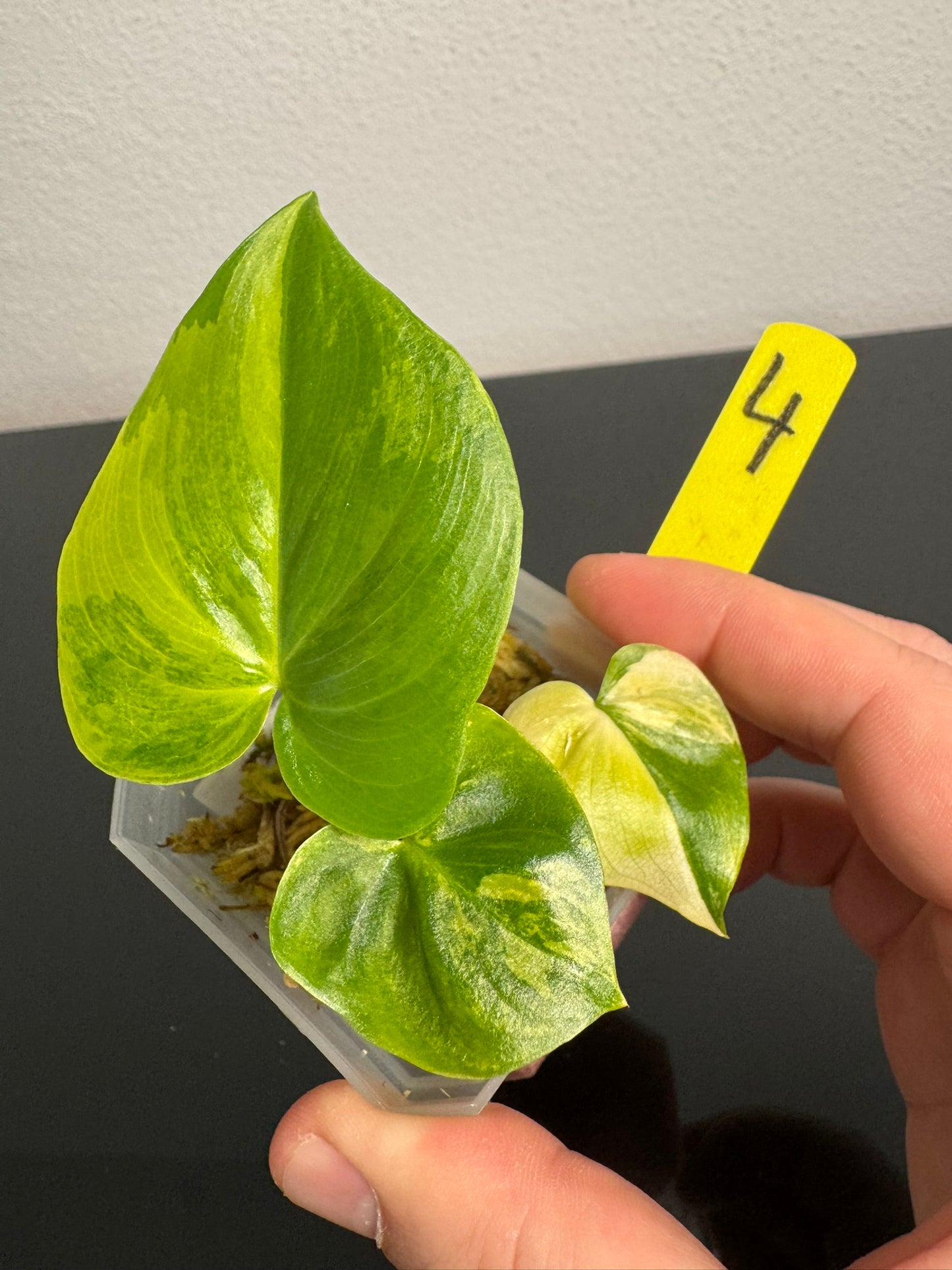 Philodendron Angela Aurea FoxerasPlants