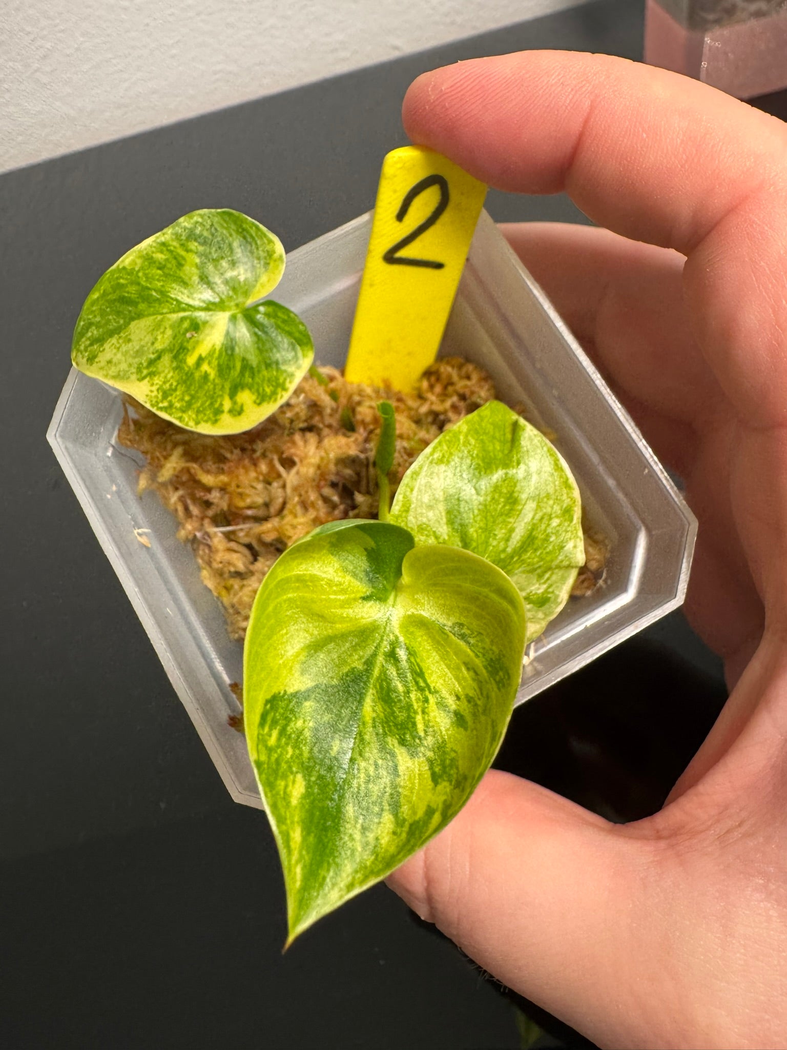 Philodendron Angela Aurea FoxerasPlants