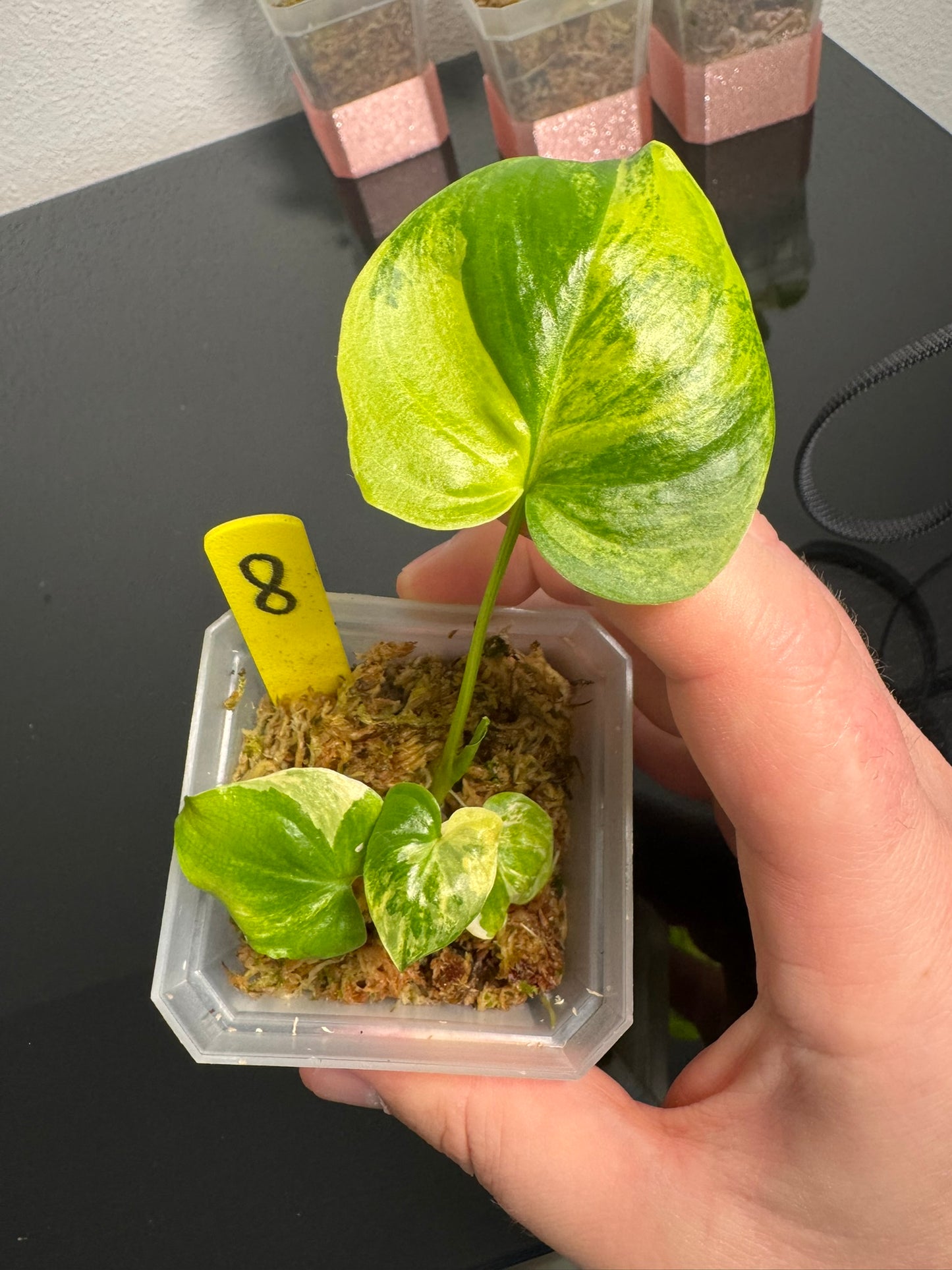 Philodendron Angela Aurea FoxerasPlants
