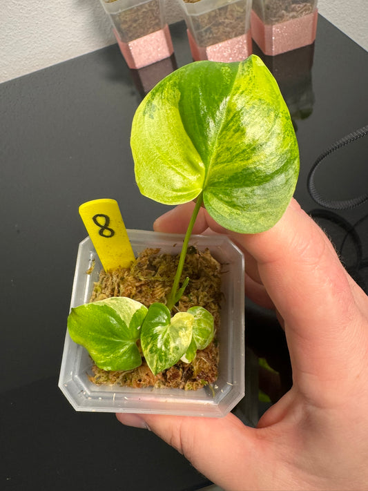Philodendron Angela Aurea FoxerasPlants