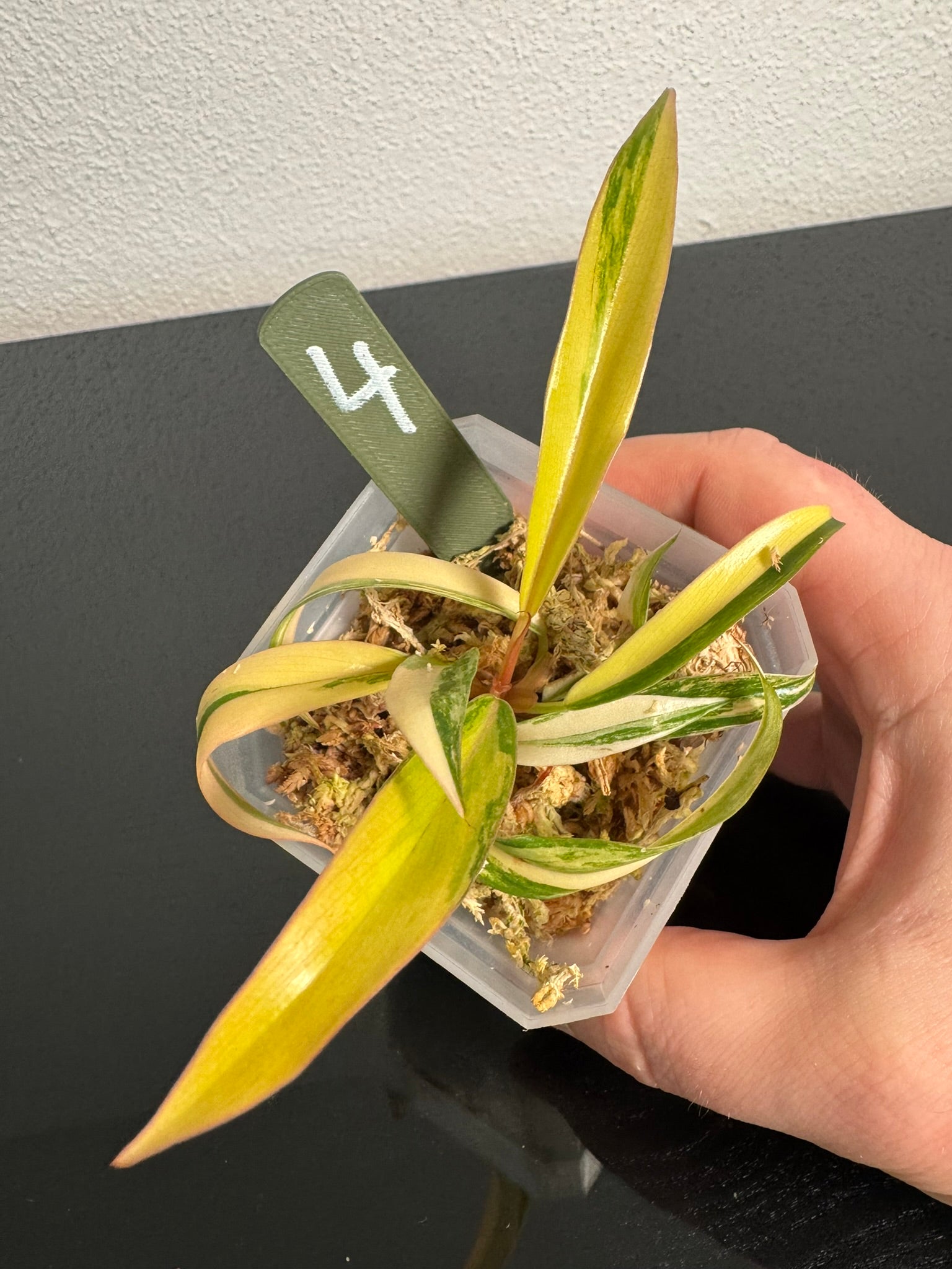 Philodendron Caramel Marble FoxerasPlants