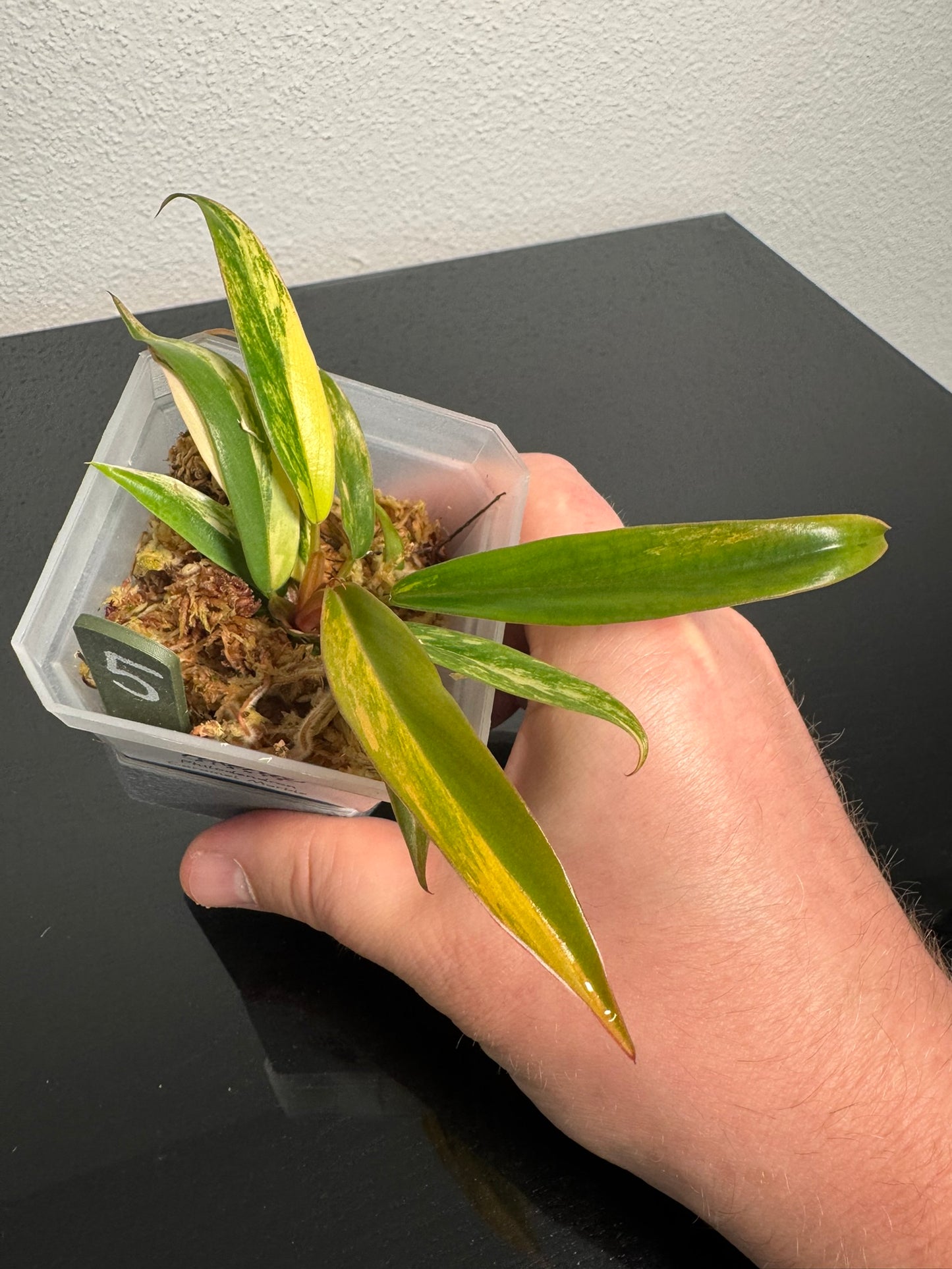 Philodendron Caramel Marble FoxerasPlants