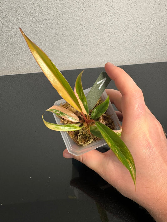 Philodendron Caramel Marble FoxerasPlants