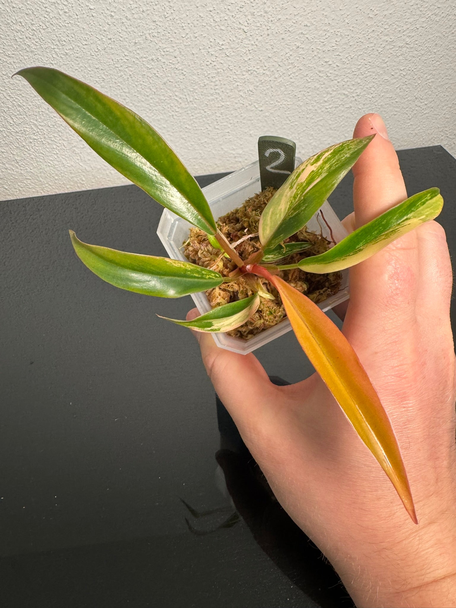 Philodendron Caramel Marble FoxerasPlants