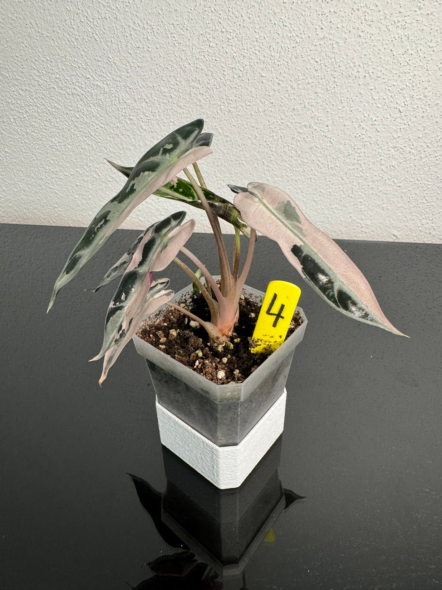 Alocasia Bambino Pink FoxerasPlants