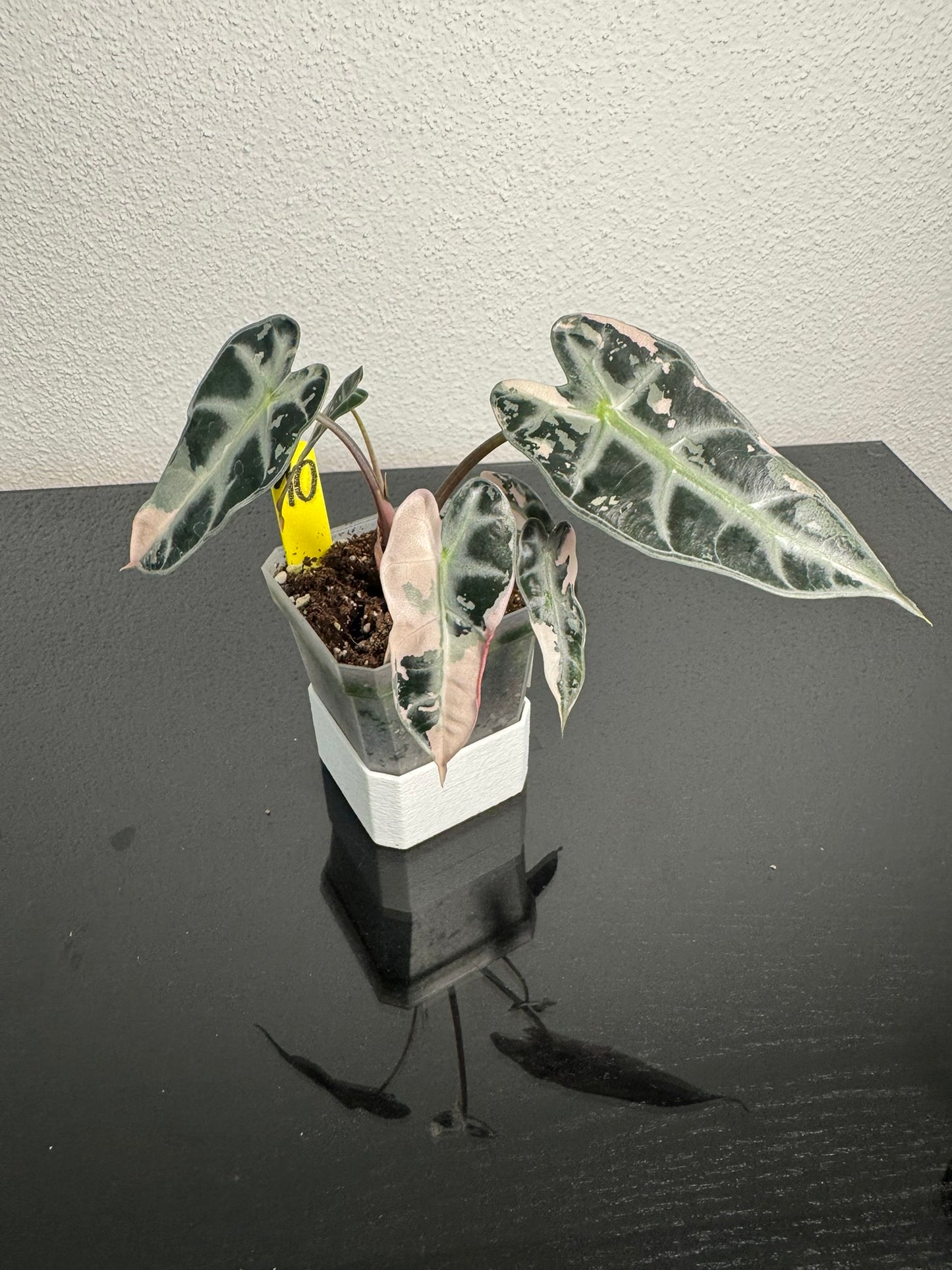 Alocasia Bambino Pink FoxerasPlants