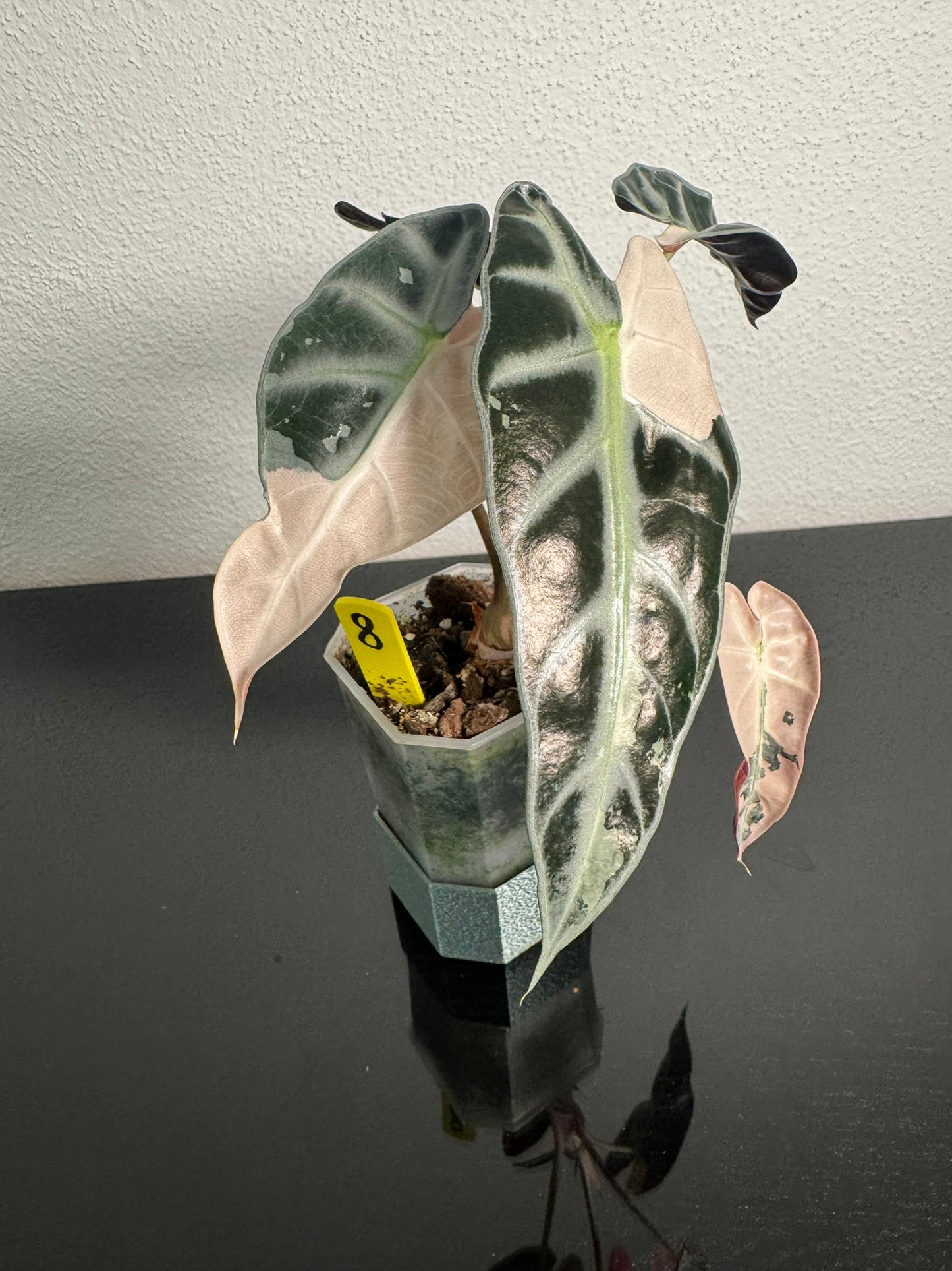 Alocasia Bambino Pink FoxerasPlants
