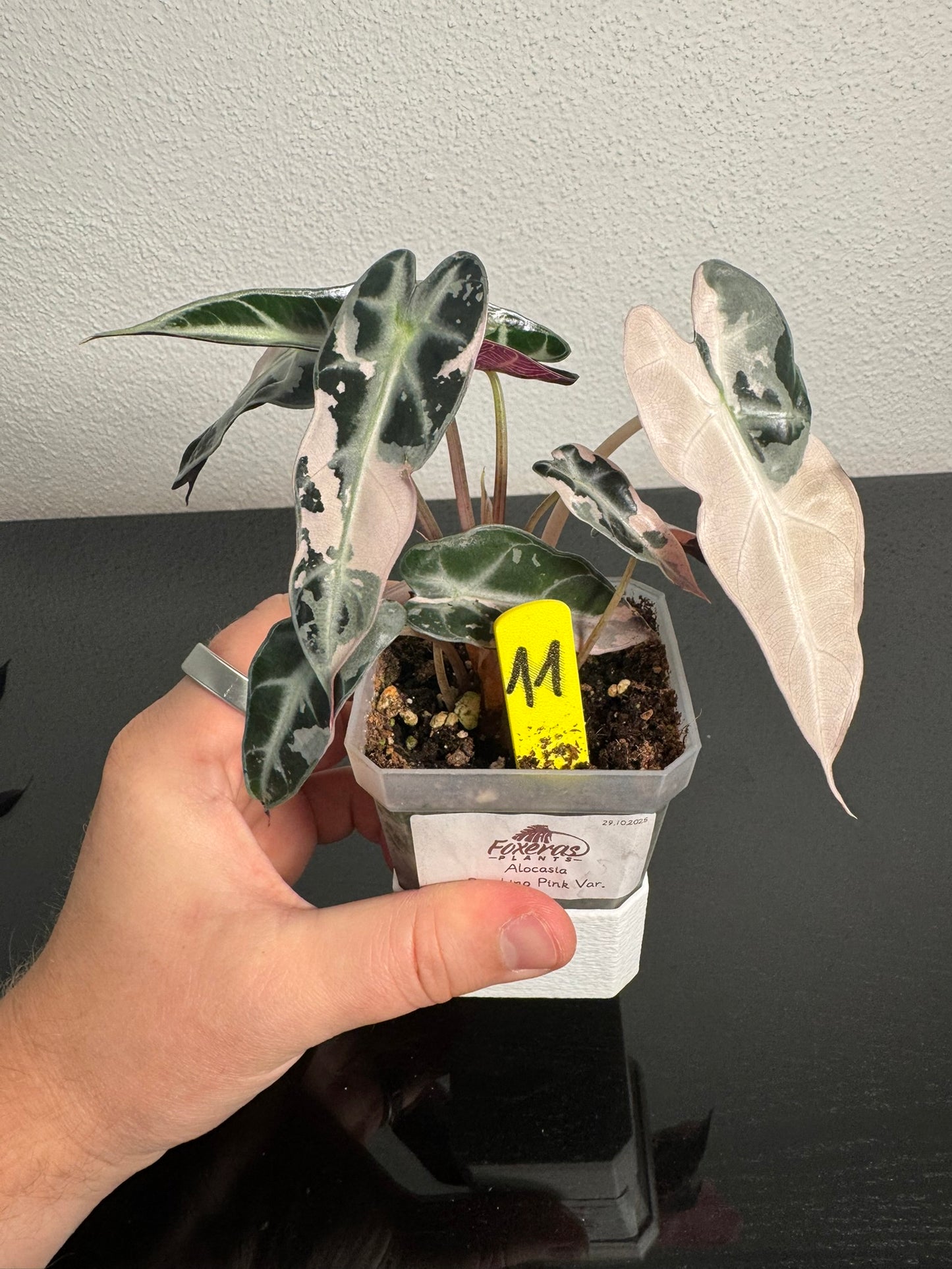 Alocasia Bambino Pink FoxerasPlants
