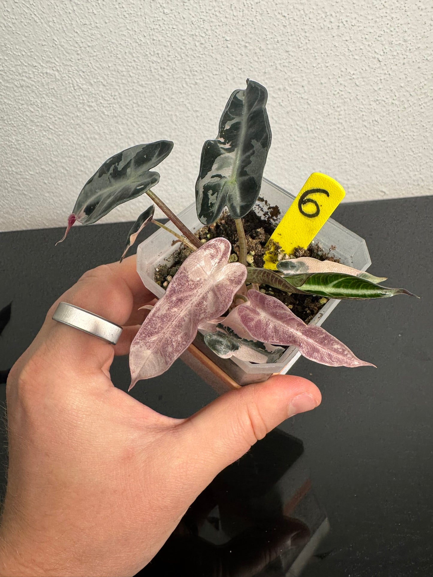 Alocasia Bambino Pink FoxerasPlants