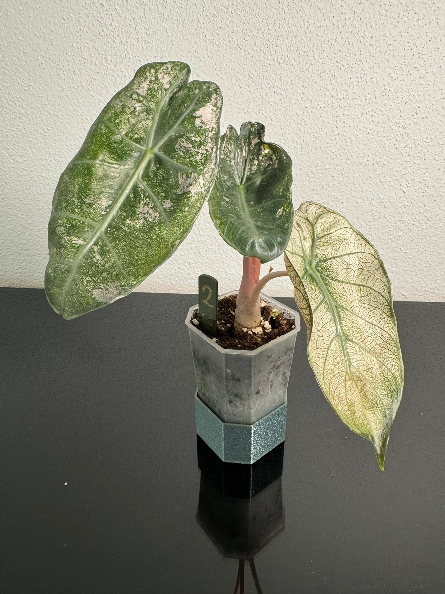 Alocasia Pink Dragon Mint FoxerasPlants