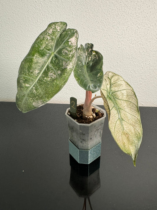 Alocasia Pink Dragon Mint FoxerasPlants