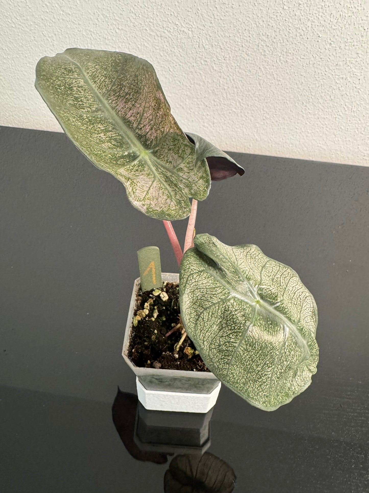 Alocasia Pink Dragon Mint FoxerasPlants