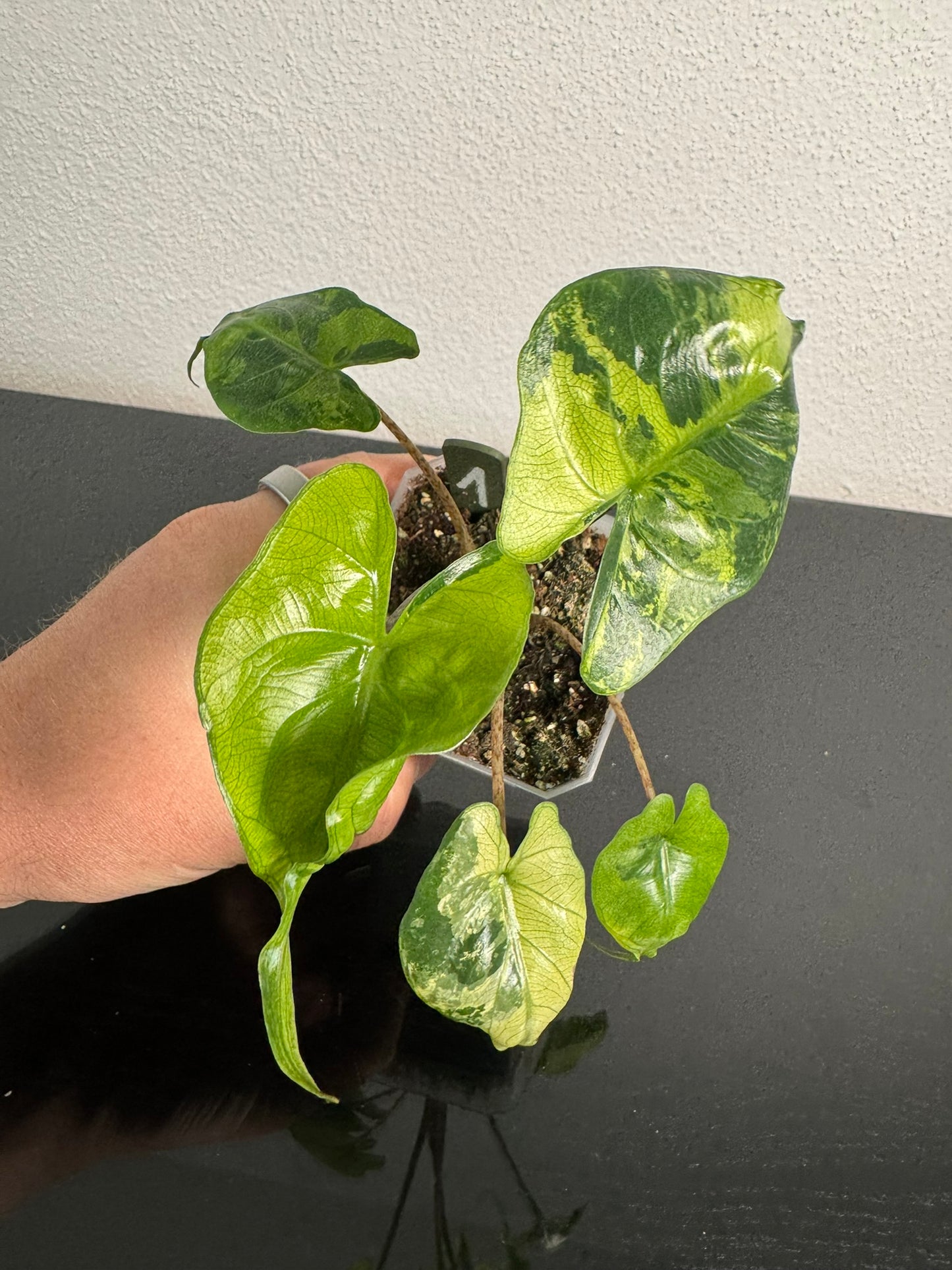 Alocasia Stingray Aurea FoxerasPlants
