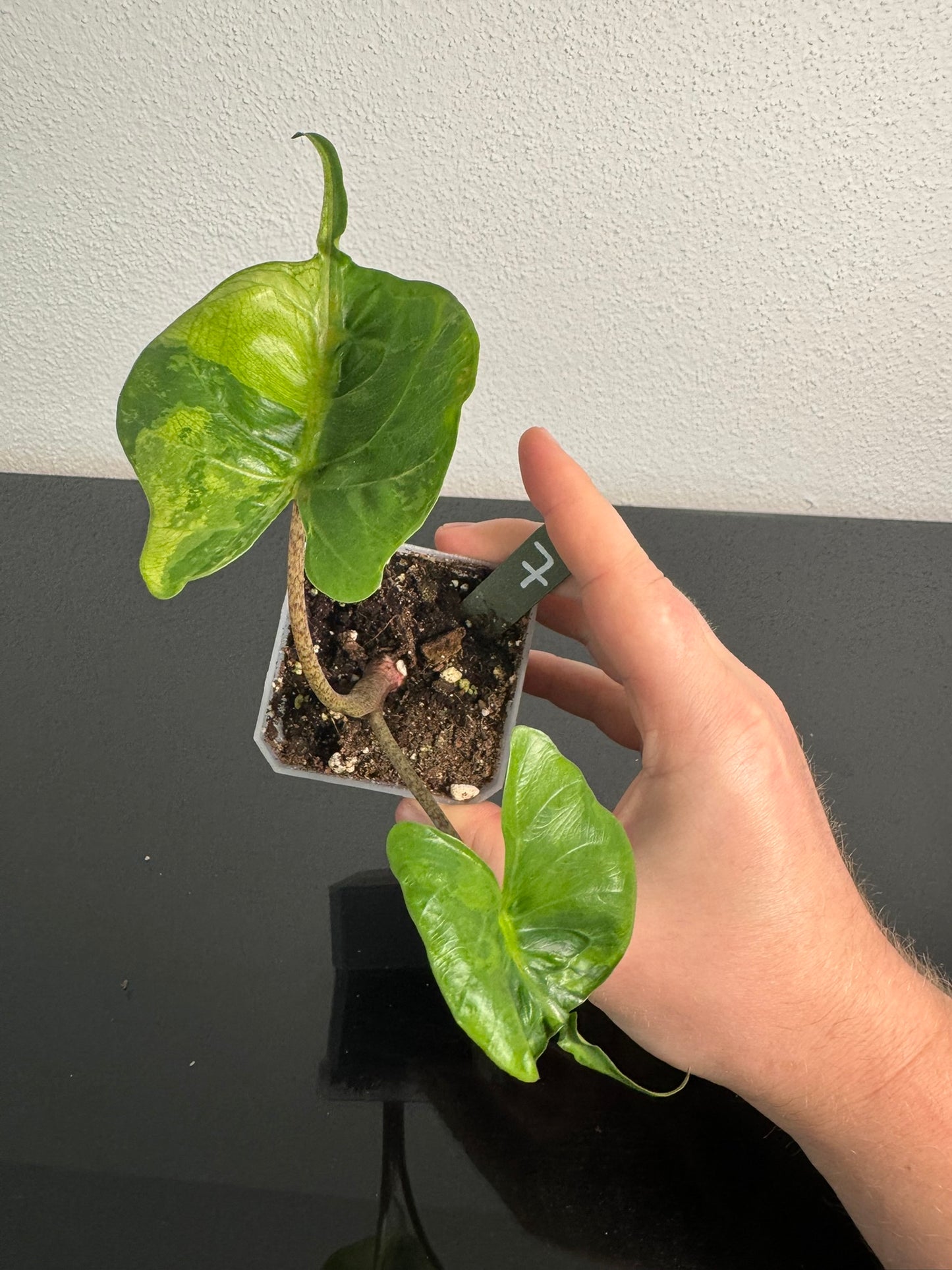 Alocasia Stingray Aurea FoxerasPlants