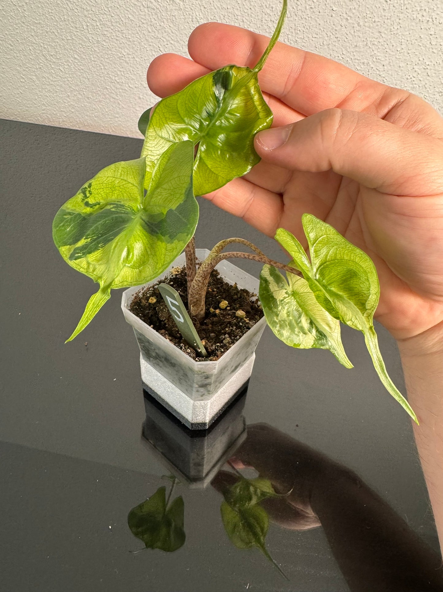 Alocasia Stingray Aurea FoxerasPlants
