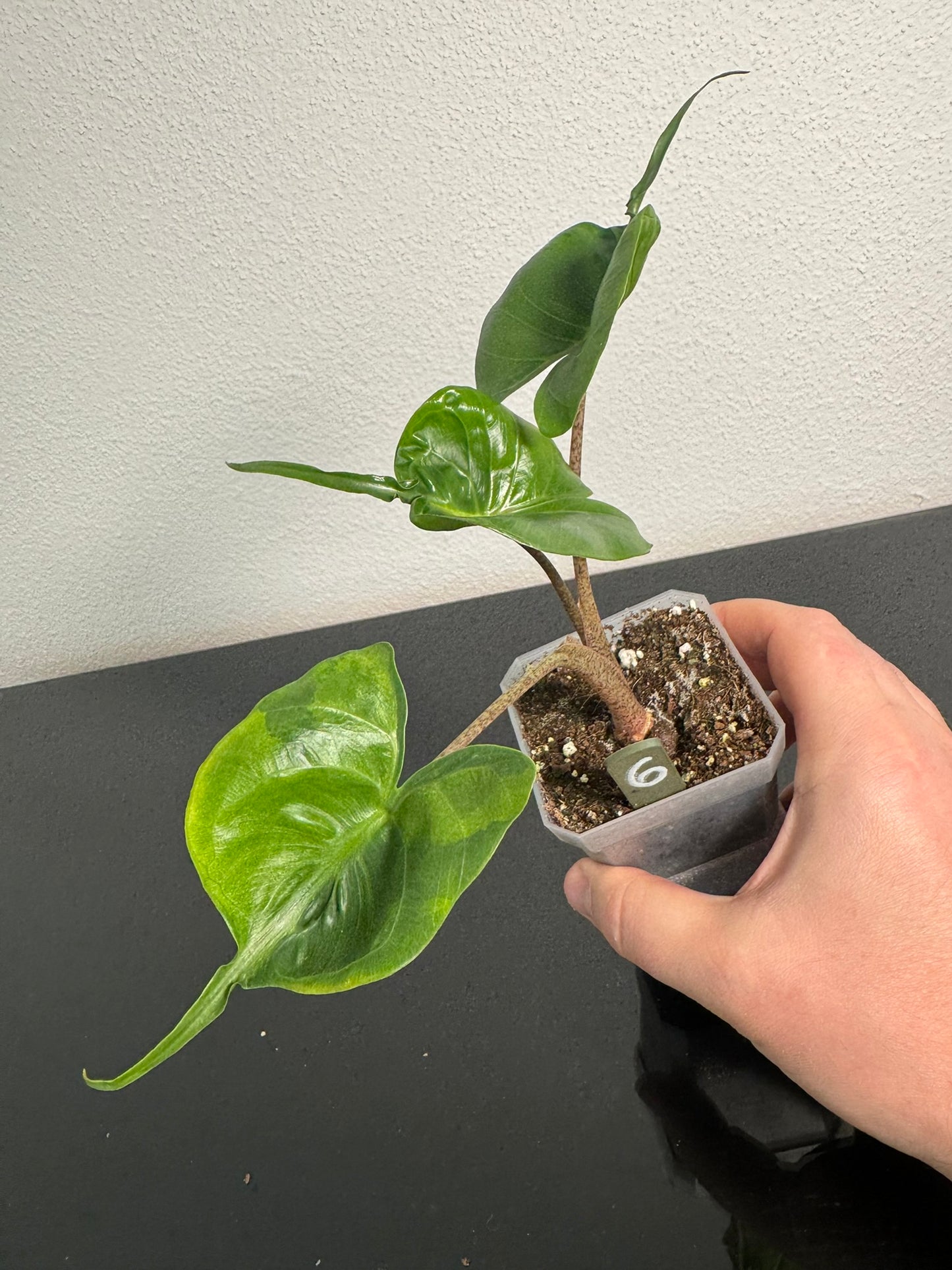 Alocasia Stingray Aurea FoxerasPlants