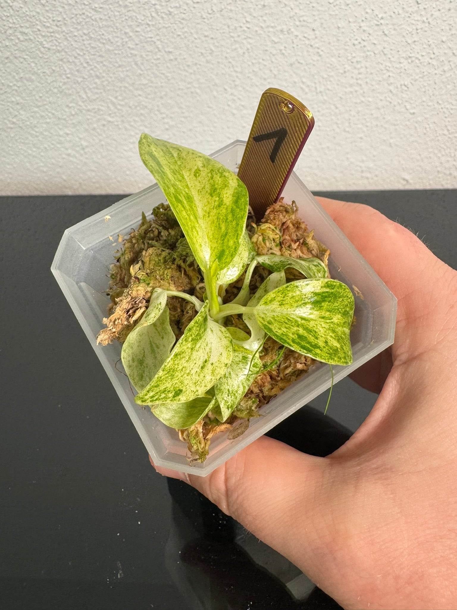 Philodendron Giganteum Blizzard Var. FoxerasPlants