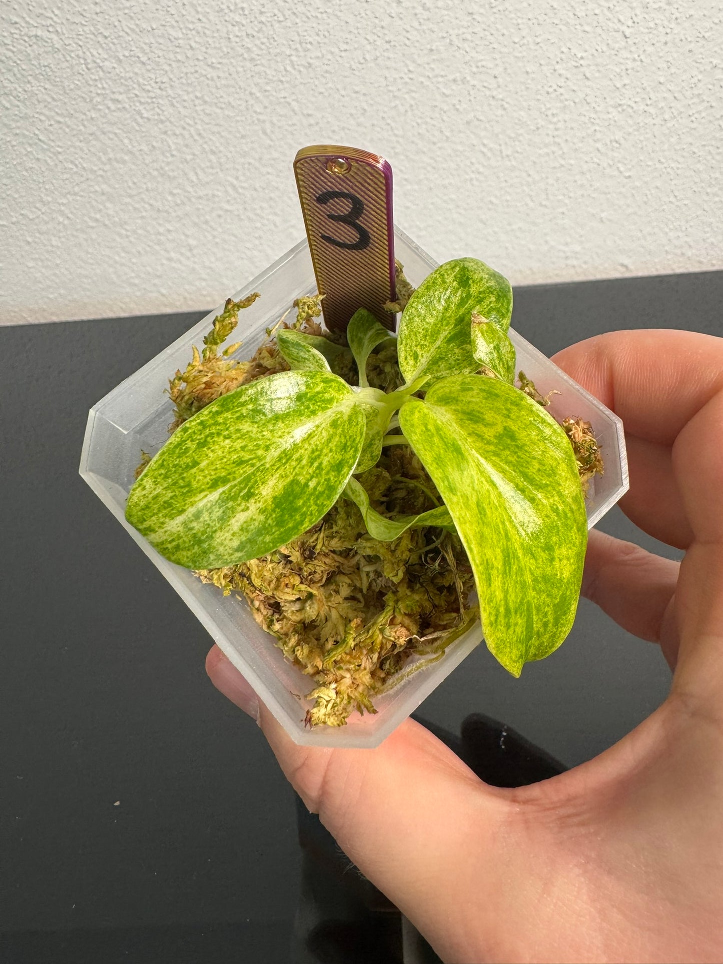Philodendron Giganteum Blizzard Var. FoxerasPlants