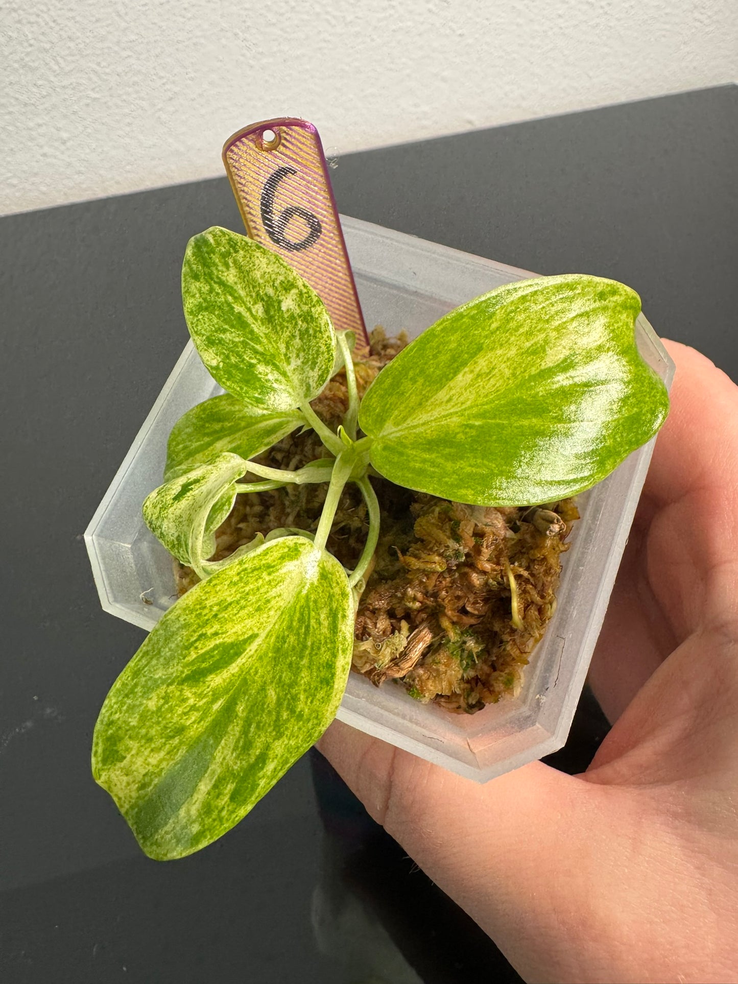 Philodendron Giganteum Blizzard Var. FoxerasPlants